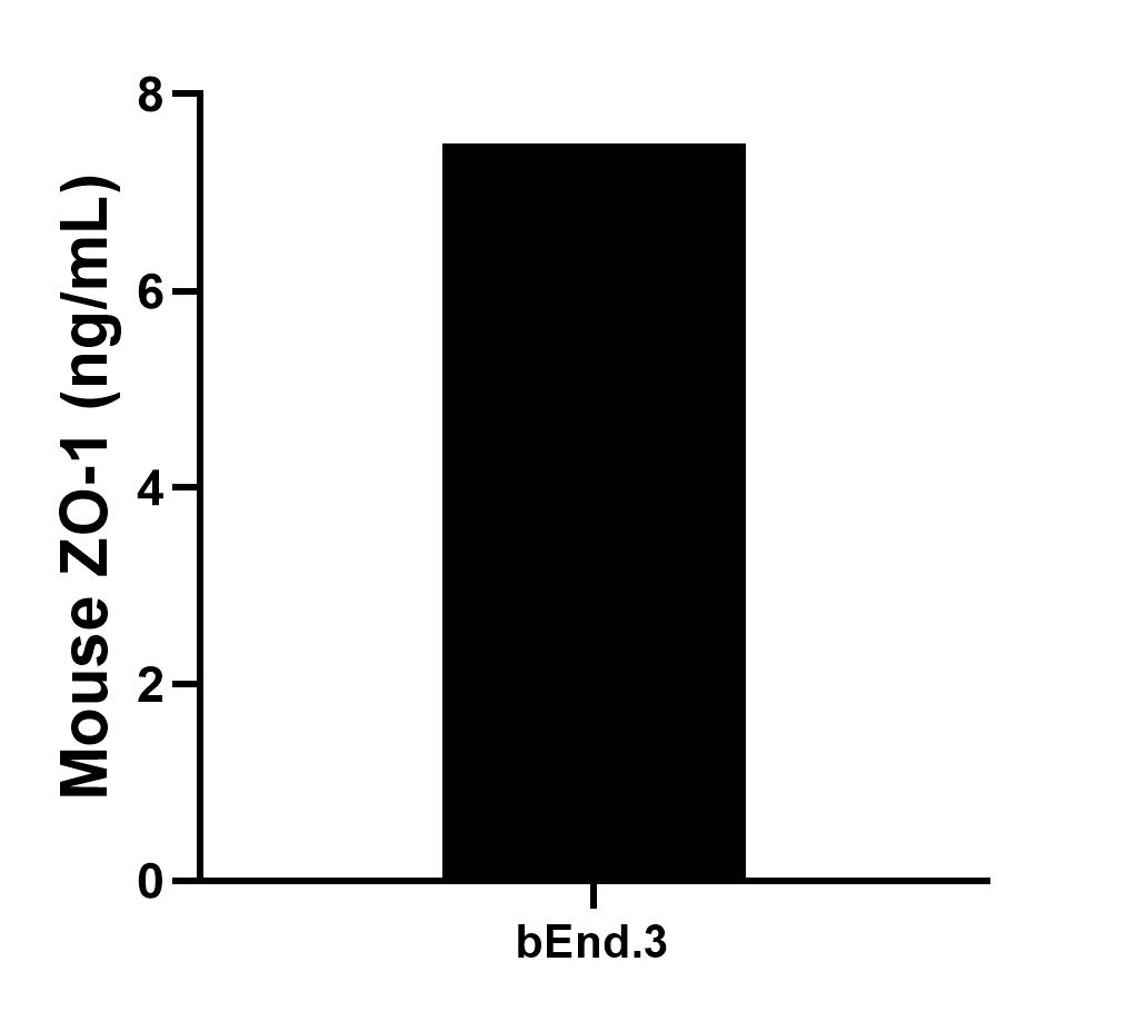 The mean ZO-1 concentration was determined to be 7.5 ng/mL in bEnd.3 cell extract based on a 1.8 mg/mL extract load.